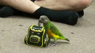 Kili Senegal Parrot - Coins to Piggy Bank Trick