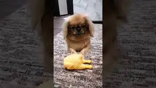 Это наш Кузенька с жиру бесится.... 🐶