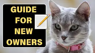 Help Me Understand My Cat!