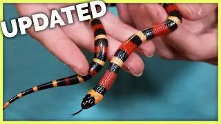 How Much Money I've Made Selling 500 Reptiles (2020 Edition!)