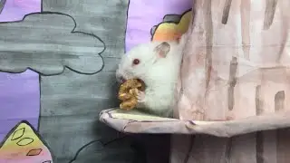 Hamster x Walnut