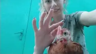 Ручная курочка