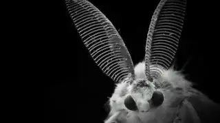 moth