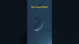 Thresher Shark