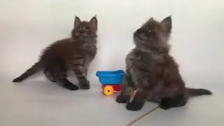 Тор и Тим, мейн кунчики котята