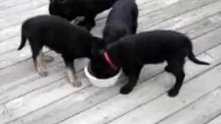 Black German Shepherd Puppies 2