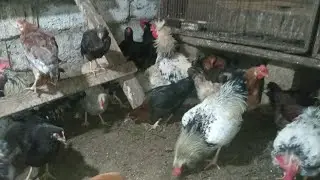 Toyuqlara necə aydan bir H vaksini vurulmalıdır ❓