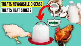 BOOST CHICKEN IMMUNITY TO NEWCASTLE DISEASE & HEAT STRESS USING THIS ORGANIC NATURAL SUPPLEMENT