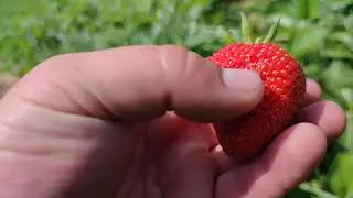29.05.21 Азия, Джоли и паразиты этого участка.