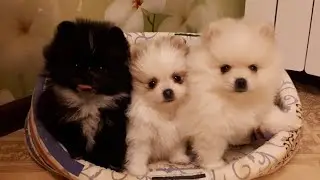 Милый щенячьий  детский сад. Щенки шпица и чихуахуа.