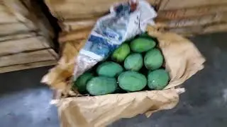 MANGGA HARUMANIS MULAI LANGKA #kamilbuah
