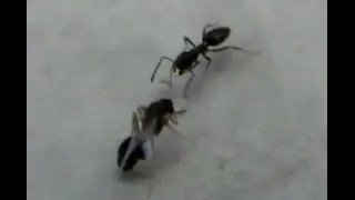 Ant carries dead friend and grooms itself