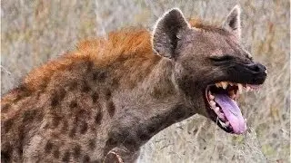 Королева Гиен,Hyena Queen