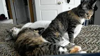 Kitten Twins Sleep & Cuddle for 9 Mins - Cat Video Classic New for 2021