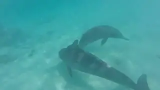 14 Jan 20 - Ocean Diva Catamaran Swimming with Dolphins