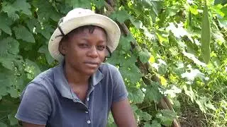 Taking care of okra