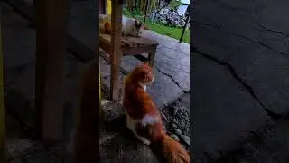 😂😂 andai saja bisa kau fahami😂😂 #LEO