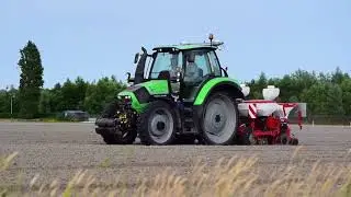 Hage zonnebloemen zaaien