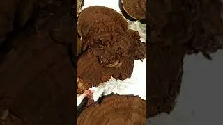ТРУТОВИК ПЛОСКИЙ.Ganoderma APPLANATUM.