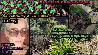 Отвечаю на упрëки. Сколько зарабатывает блогер. Пересаживаю молодило. Обзор растений в саду. Злаки