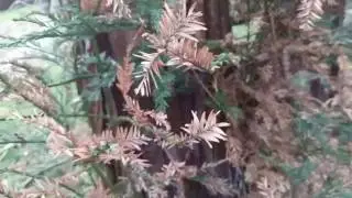 Dying redwoods