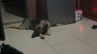 Funny conversation with My Dog 🐶 Lulu