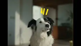 AdTab CRO Dog video 10s