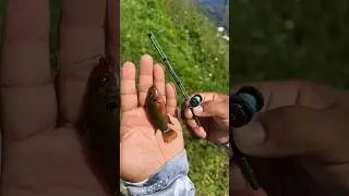 Tiny Rod Catches Tiny Fish!