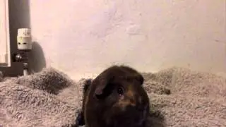 Guinea Pigs Being Crazy!