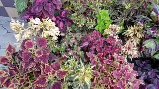 Varietal coleus in full growth.