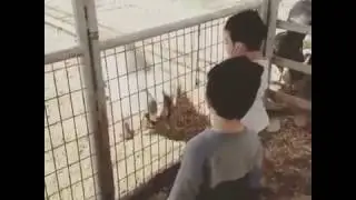 When You Realize You Aren't A Goat - Vine