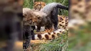 Cheetah Gave Birth Two Cubs For The First Time   #animal #tiger #trending #tiktok #shorts #lion