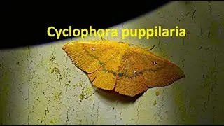 Blair's mocha  Cyclophora puppillaria by  Theo