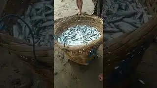Hasil tarik jaring di pantai blado hari ini