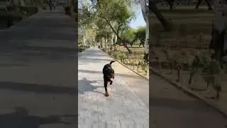 le fir aa gaye 😁 #shortindia #dogbreed #rottweilermaax #rottweiler #ytshorts #dogshorts #doglover