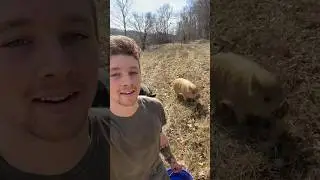 Pig Moms to the Barn