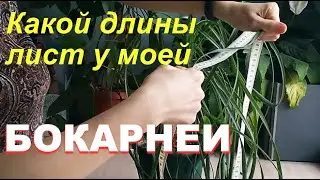 Какой длины листья? Моя бокарнея (нолина, слоновья нога). Уход и содержание в домашних условиях
