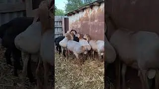 Баранчики АРАШАНЫ на продажу тел 89064759218