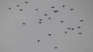 Полеты на Марганецком голубедроме  02 05  22г