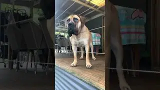 Big Boerboel is Watching You 