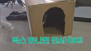숨숨집 좋은거 다 필요 없다! 박스 하나면 모든게 해결되는 냥이들