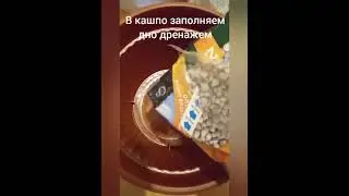 Пересаживаем петунию в кашпо Как правильно пересадить петунию Готовим почвосмесь для кашпо