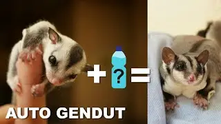 3 Cara menggemukan sugar glider