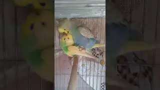 MUHABBET KUŞLARININ ÇİFTLEŞMESİ - BUDGİE MATİNG