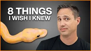 8 Tips For New Ball Python Breeders! | 
