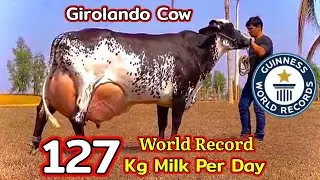 World Record Highest Milking GIROLANDO Cow 127 KG | Guinness World Record | Full Detailed Video.