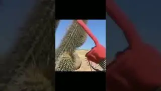 perfectly cut scream