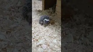 Малесенький їжачок 🥰