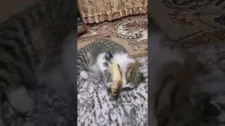 ИГРУШКА ДЛЯ КОТЯТ 👍