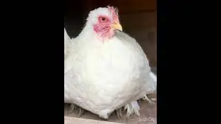 🫶